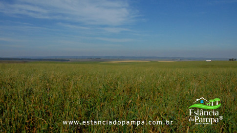 DOS EÓLICOS VIRA P FAZENDA_Moment.00_02_28_19.Quadro500_e8dc1eb0dabbabd3f66a3c4743a7237aec9787f6.jpg